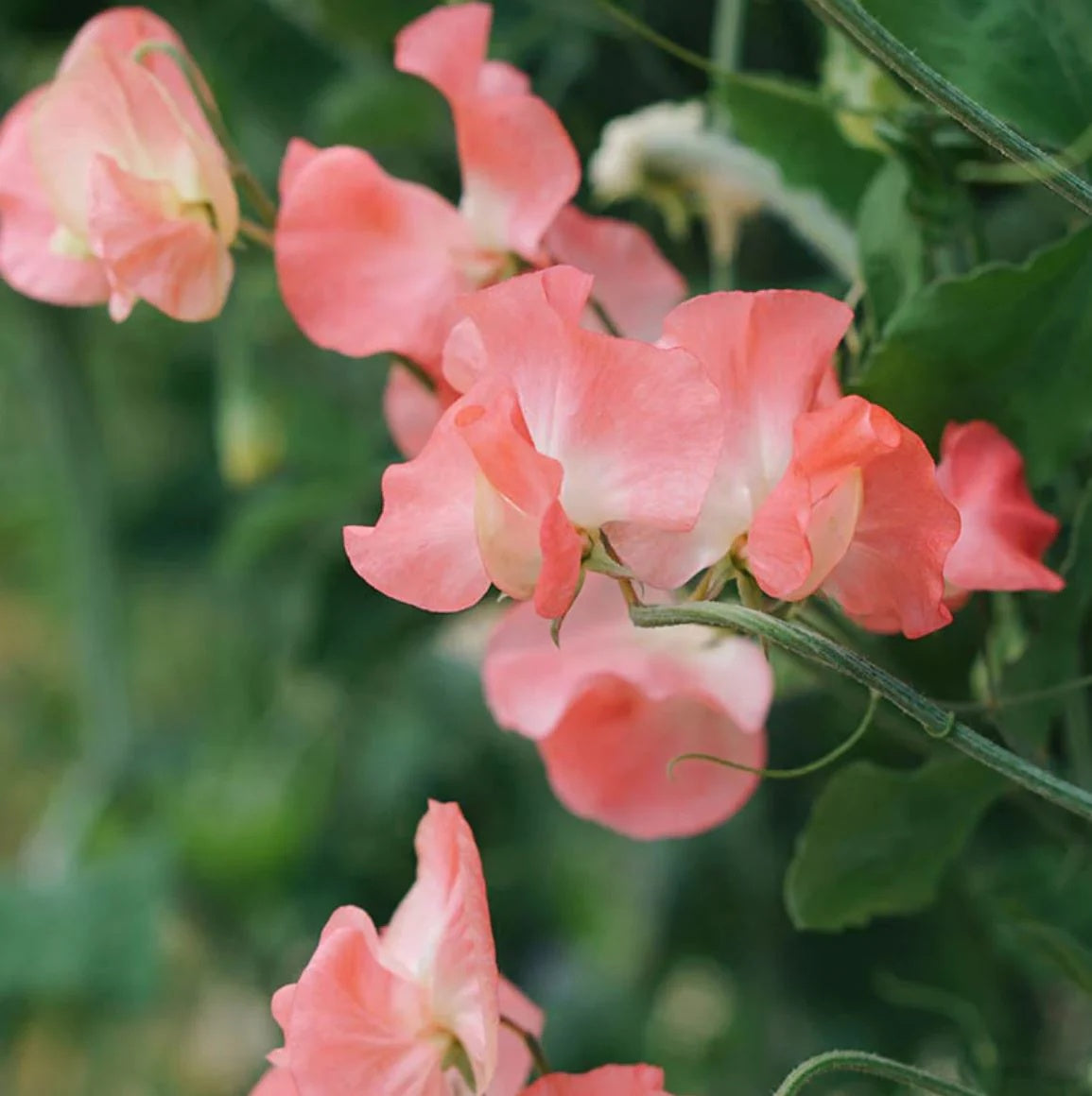 Elegance Watermelon Sweet Pea Seeds - Heirloom Flower Garden Seeds for Growing