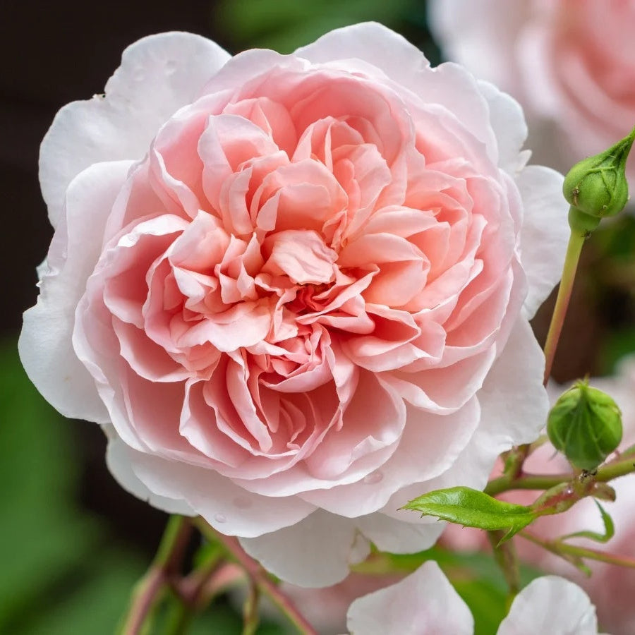 Elegant Apricot-Pink Climbing Rose Seeds - Heirloom Flower Garden Seeds for Growing