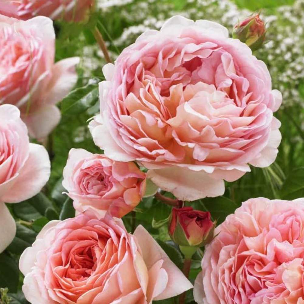 Elegant Apricot-Pink Climbing Rose Seeds - Heirloom Flower Garden Seeds for Growing