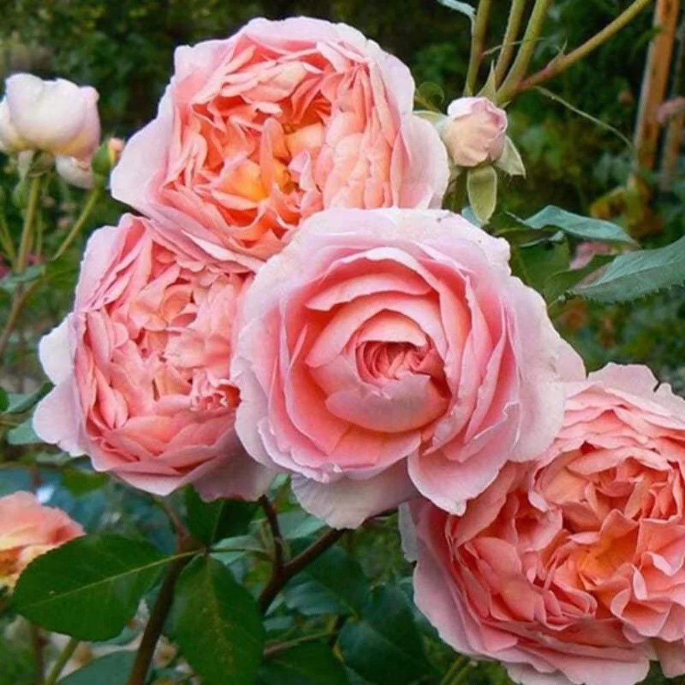Elegant Apricot-Pink Climbing Rose Seeds - Heirloom Flower Garden Seeds for Growing
