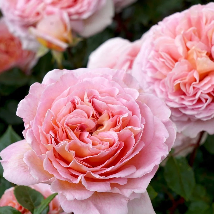 Elegant Apricot-Pink Climbing Rose Seeds - Heirloom Flower Garden Seeds for Growing