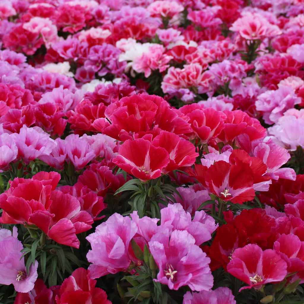 Elegant Clarkia Seeds - Heirloom Flower Garden Seeds for Growing