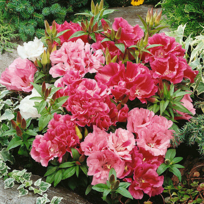 Elegant Clarkia Seeds - Heirloom Flower Garden Seeds for Growing