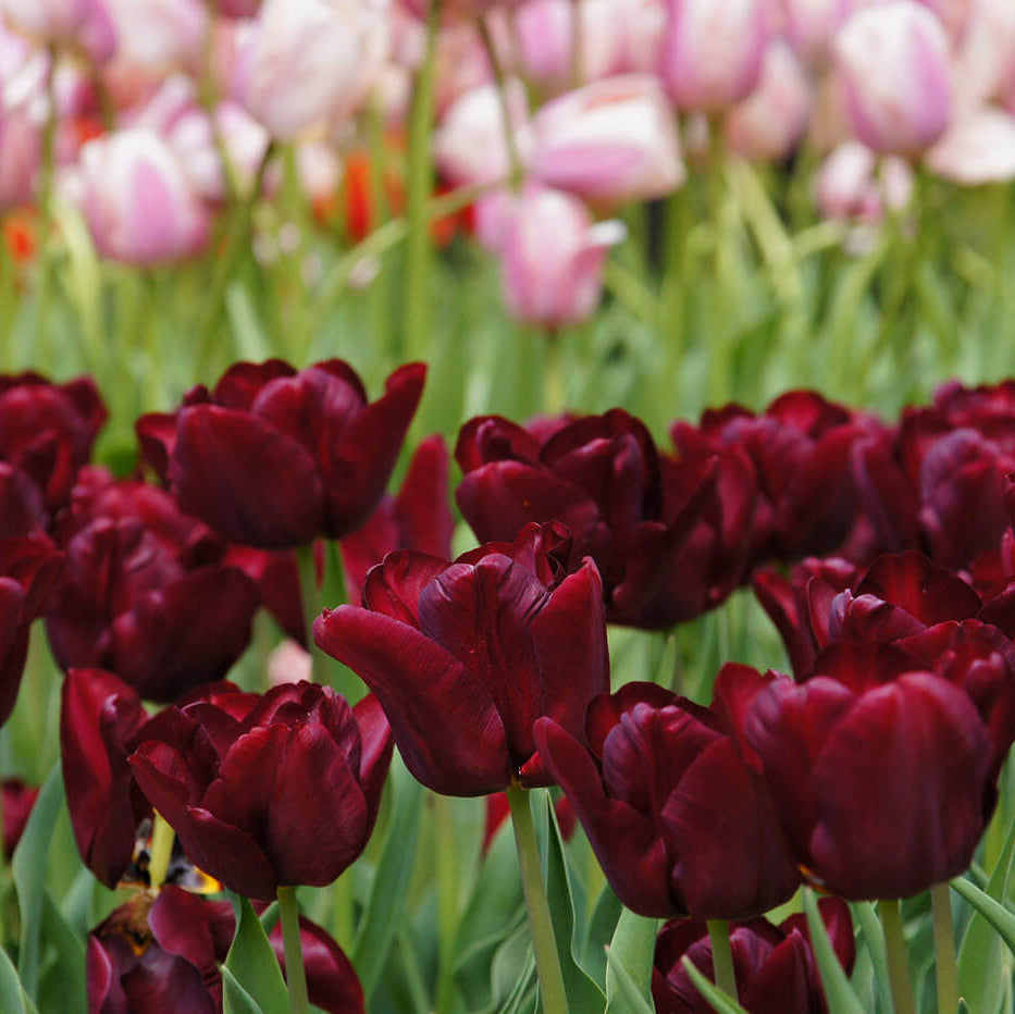 Elegant Maroon Tulip Seeds - Heirloom Flower Garden Seeds for Growing