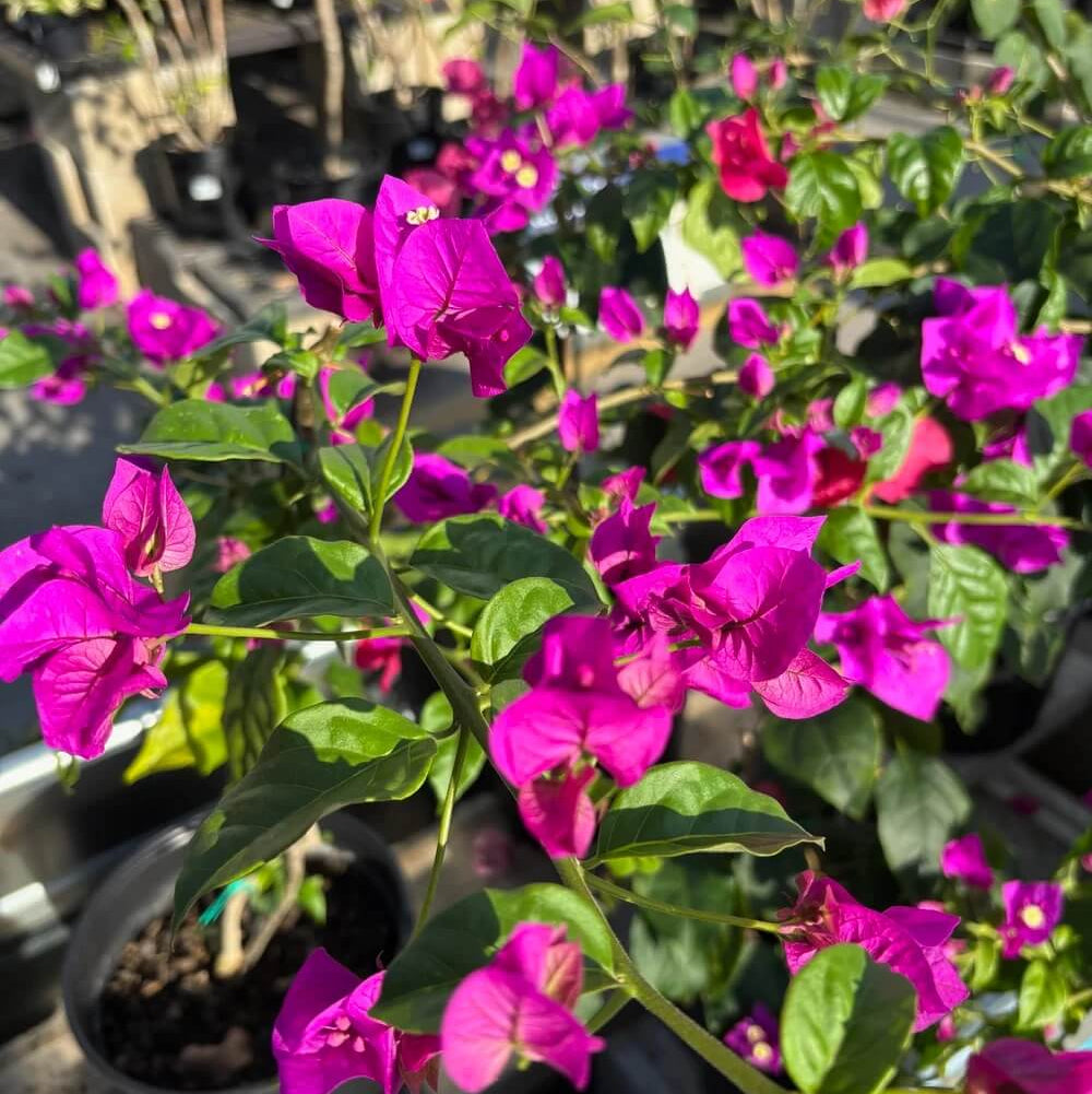 Elizabeth Angus Bougainvillea Seeds - Heirloom Flower Garden Seeds for Growing