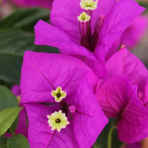Elizabeth Angus Bougainvillea Seeds - Heirloom Flower Garden Seeds for Growing