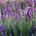 English Lavender Seeds