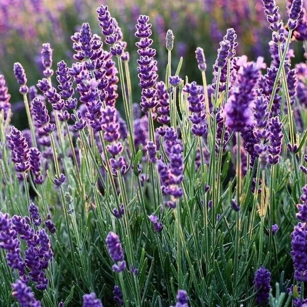 English Lavender Seeds