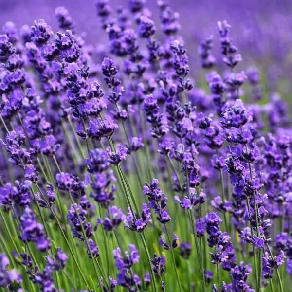 English Lavender Seeds