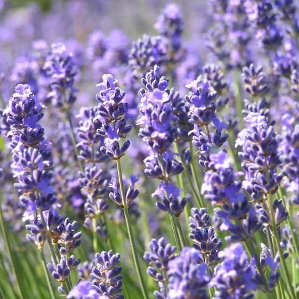 English Lavender Seeds