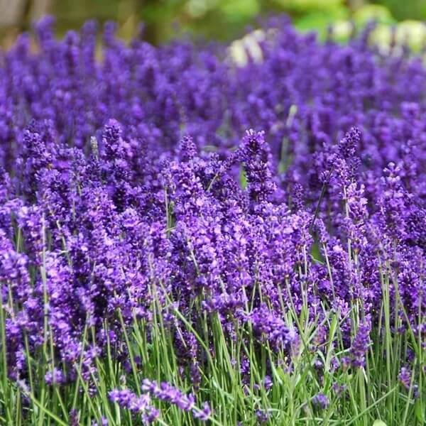 English Lavender Seeds