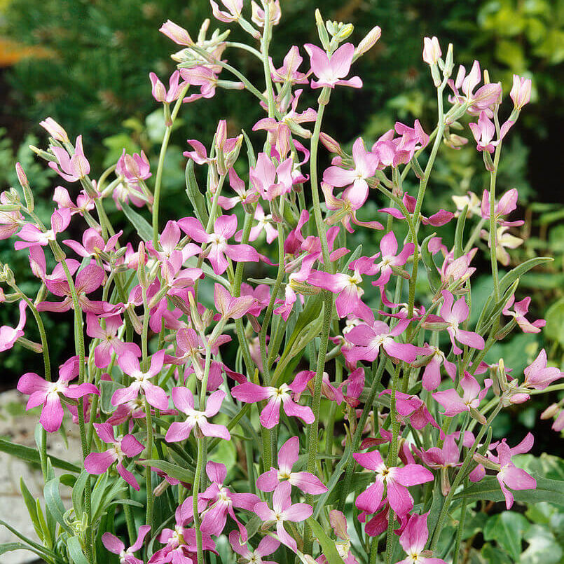 Evening Scented Stock Seeds - Heirloom Flower Garden Seeds for Growing