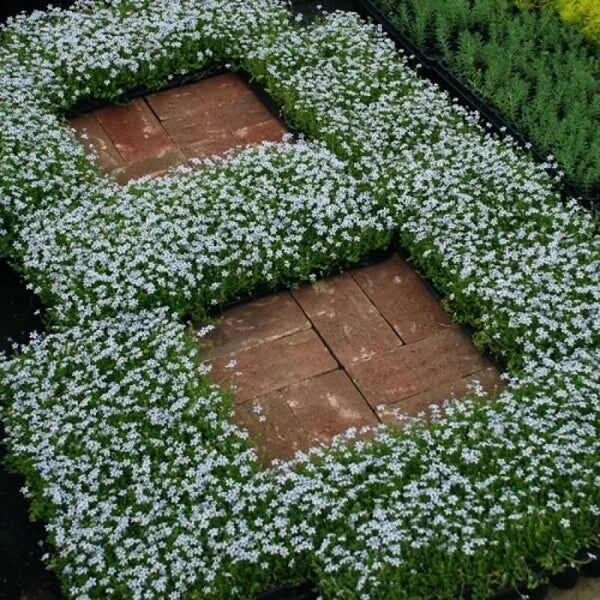 Evergreen Ground Cover Seeds - Flower Plant For Home Gardens