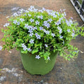 Evergreen Ground Cover Seeds - Flower Plant For Home Gardens