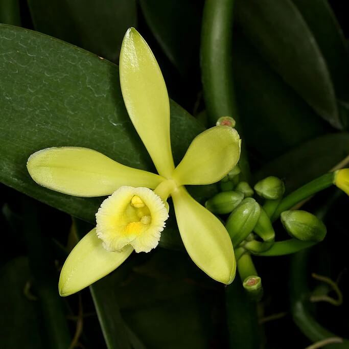 Exotic Bean Vanilla Seeds - Heirloom Flower Garden Seeds for Growing