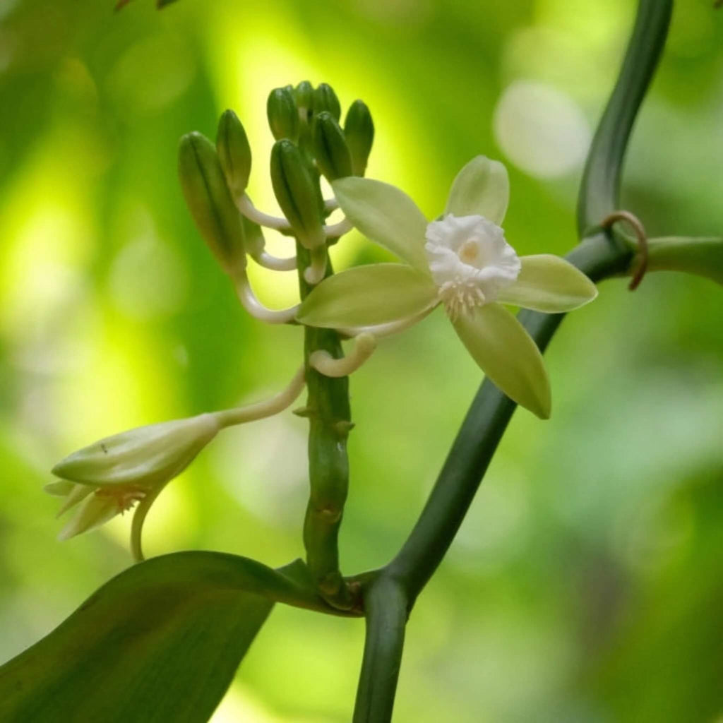 Exotic Bean Vanilla Seeds - Heirloom Flower Garden Seeds for Growing