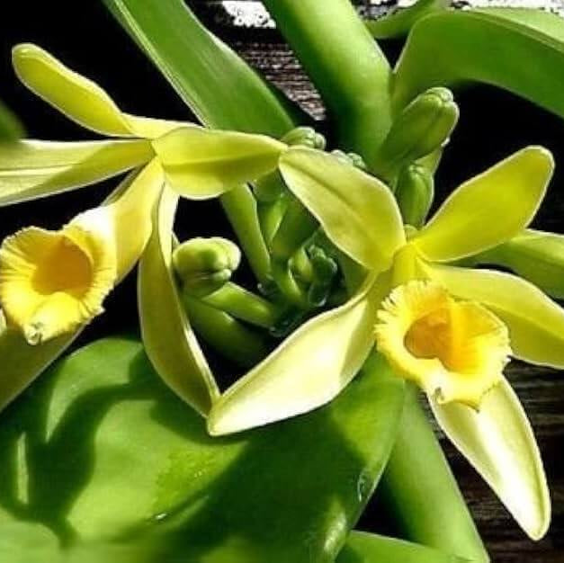 Exotic Bean Vanilla Seeds - Heirloom Flower Garden Seeds for Growing