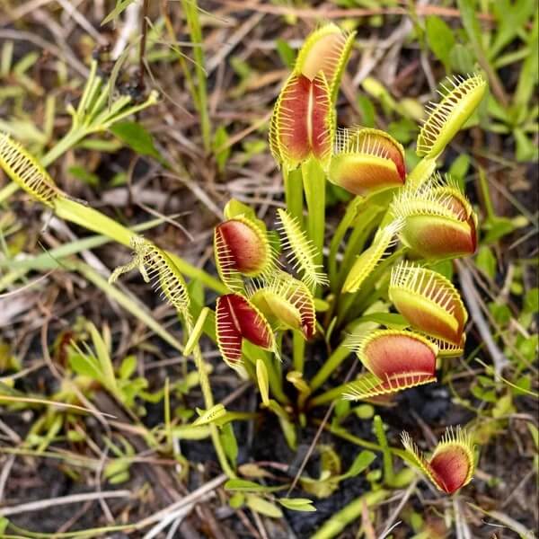 Exotic Carnivorous Plant Seeds 
