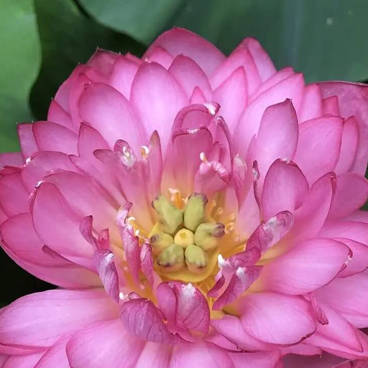 Exquisite Pink Blooms Momo Botan Seeds - Heirloom Flower Garden Seeds for Growing