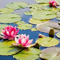 Exquisite Water Lotus Seeds - Heirloom Flower Garden Seeds for Growing