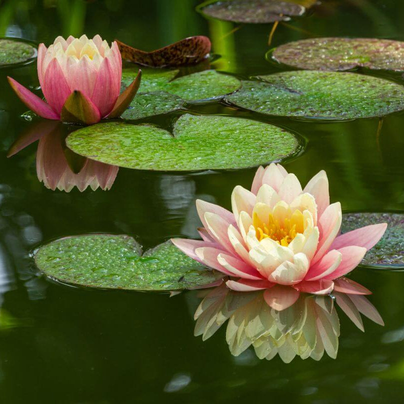 Exquisite Water Lotus Seeds - Heirloom Flower Garden Seeds for Growing