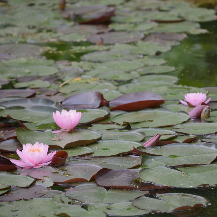 Exquisite Water Lotus Seeds - Heirloom Flower Garden Seeds for Growing