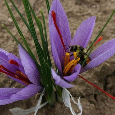 Fall Planting Saffron seeds