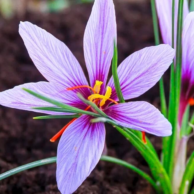 Fall Planting Saffron seeds