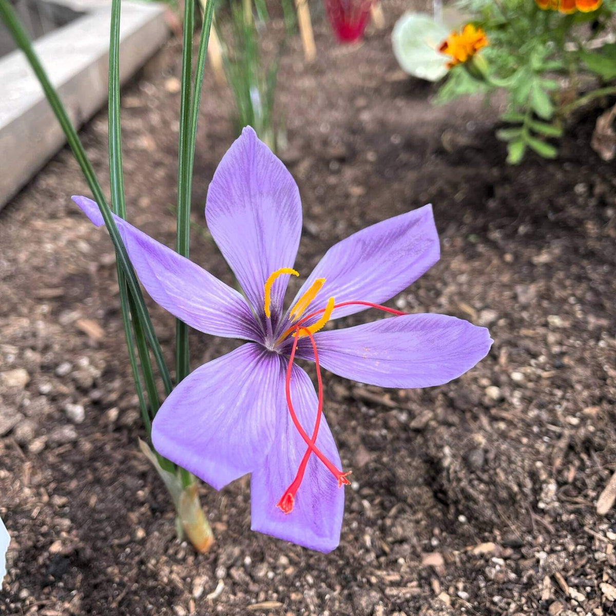 Fall Planting Saffron seeds