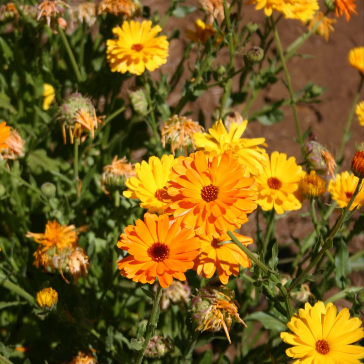 Fancy Mix Calendula Seeds - Heirloom Flower Garden Seeds for Growing