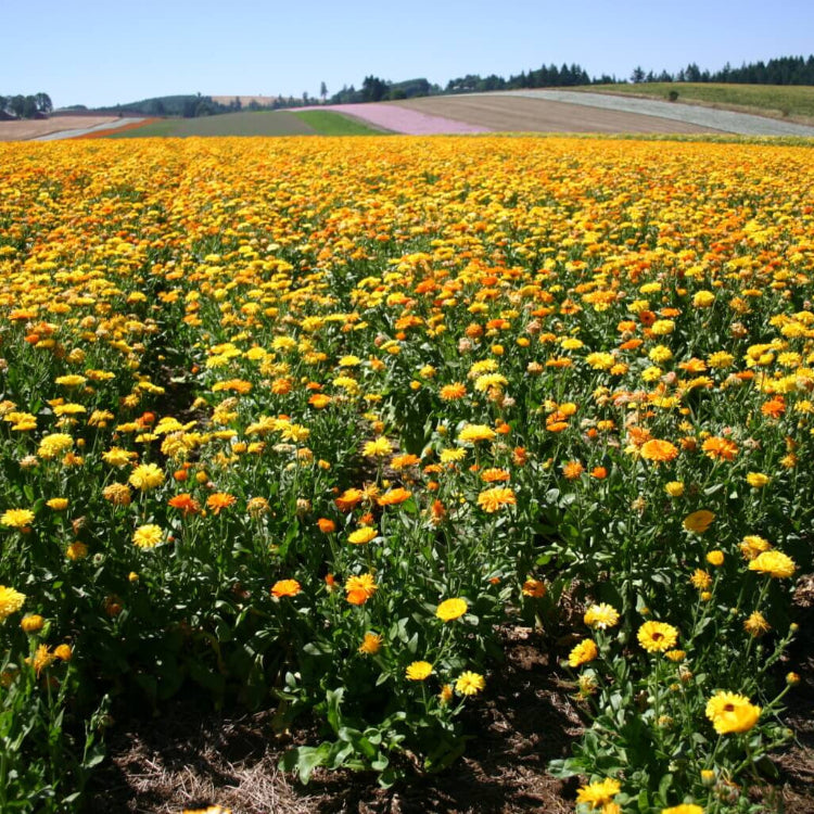 Fancy Mix Calendula Seeds - Heirloom Flower Garden Seeds for Growing