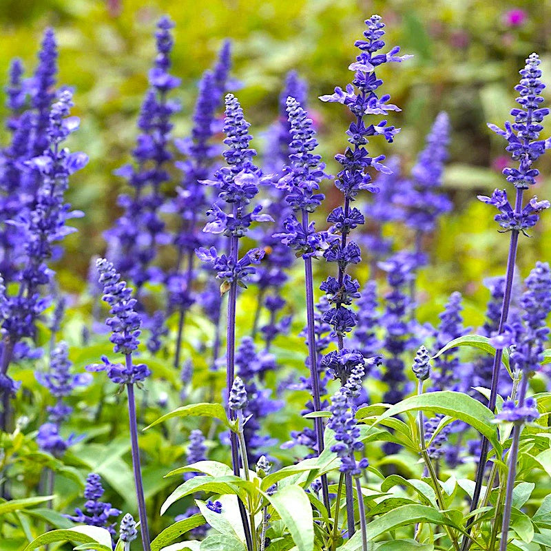 Farinacea Deep Blue Salvia Seeds - Heirloom Flower Garden Seeds for Growing