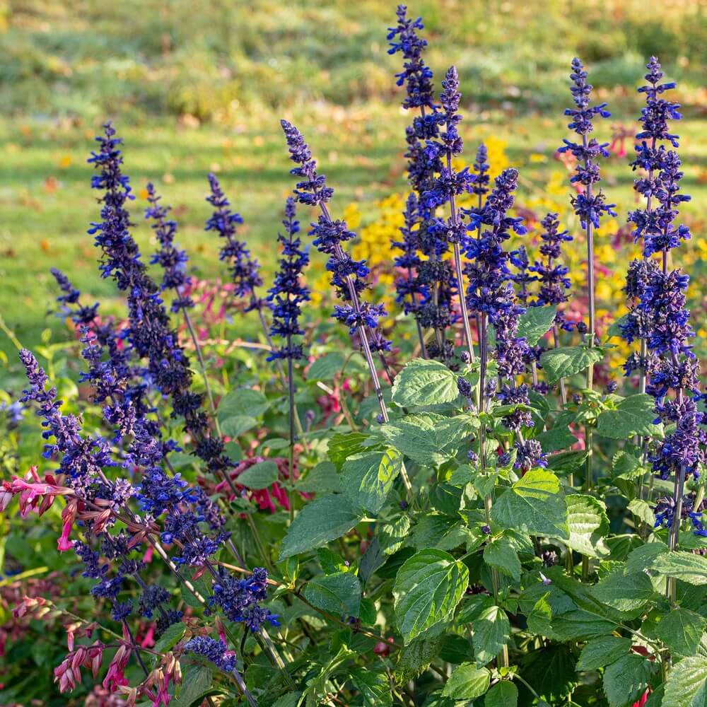 Farinacea Deep Blue Salvia Seeds - Heirloom Flower Garden Seeds for Growing