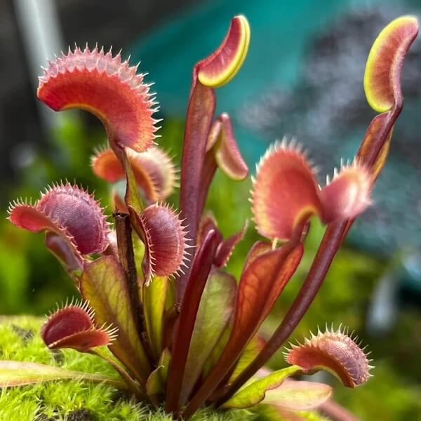 Fast Growing Venus Flytrap Seeds