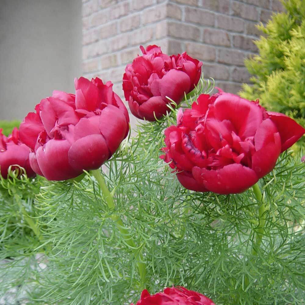 Fern Leaf Pink Peony Seeds  - Heirloom Flower Garden Seeds for Growing