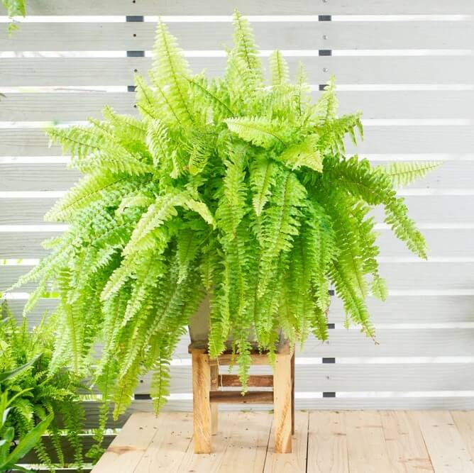 Fern Seeds - Heirloom Flower Garden Seeds for Growing