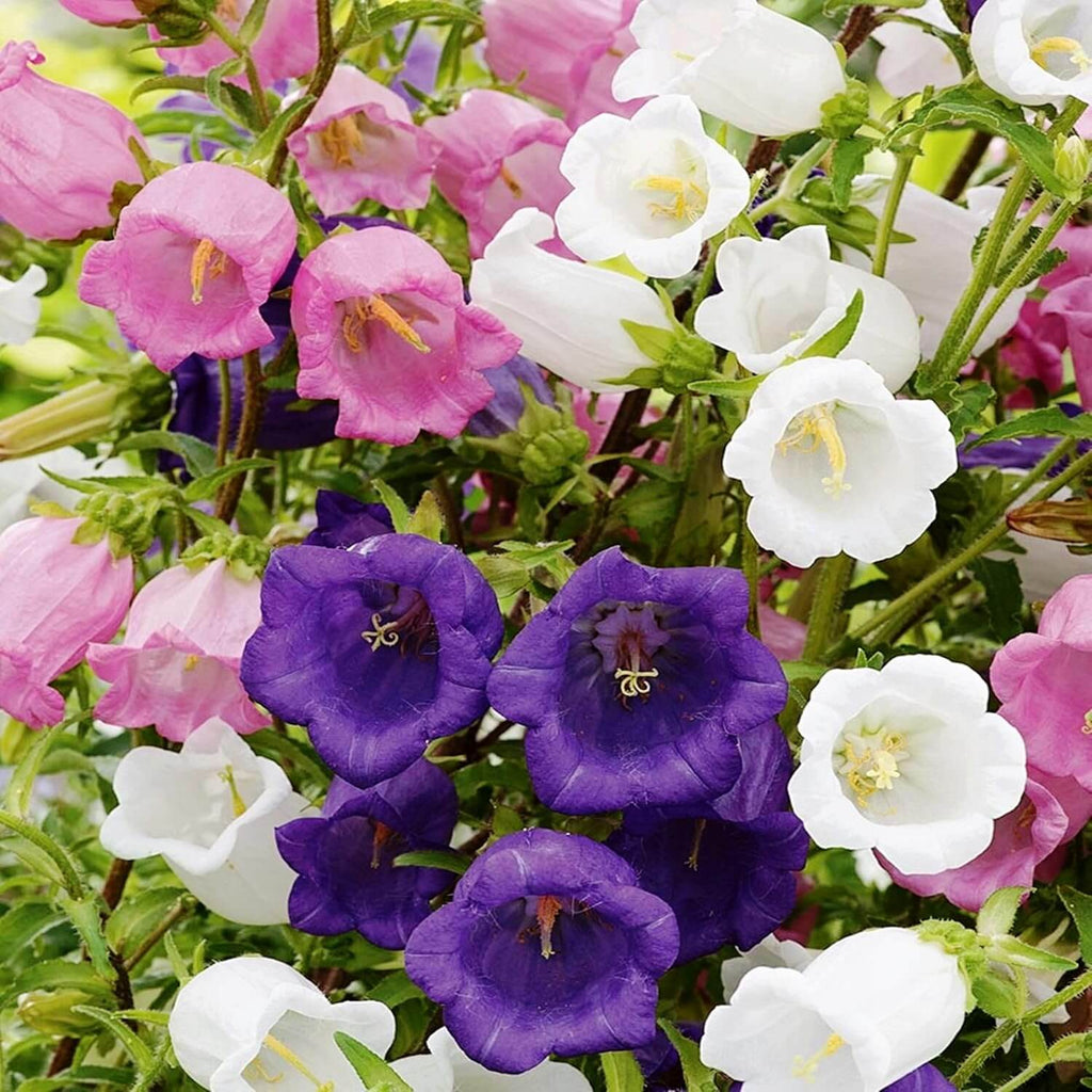 Field Canterbury Bellflower Seeds - Heirloom Flower Garden Seeds for Growing