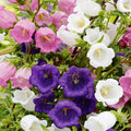 Field Canterbury Bellflower Seeds - Heirloom Flower Garden Seeds for Growing