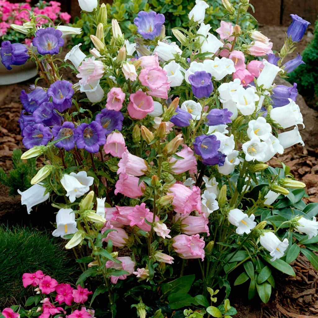 Field Canterbury Bellflower Seeds - Heirloom Flower Garden Seeds for Growing