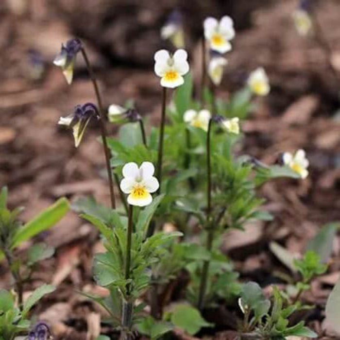 Field Pansy Viola Arvensis Seeds - Heirloom Flower Garden Seeds for Growing