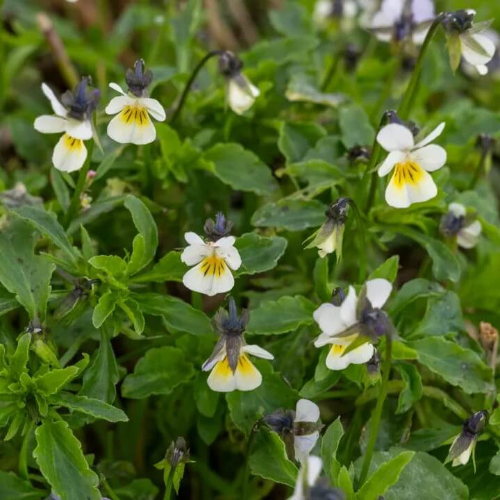 Field Pansy Viola Arvensis Seeds - Heirloom Flower Garden Seeds for Growing