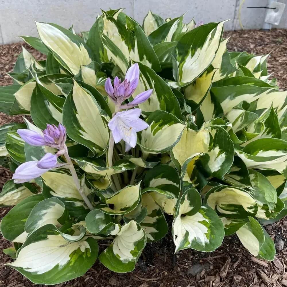 Fire and Ice Hosta Seeds - Heirloom Flower Garden Seeds for Growing
