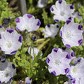Five Spot Nemophila Seeds - Heirloom Flower Garden Seeds for Growing
