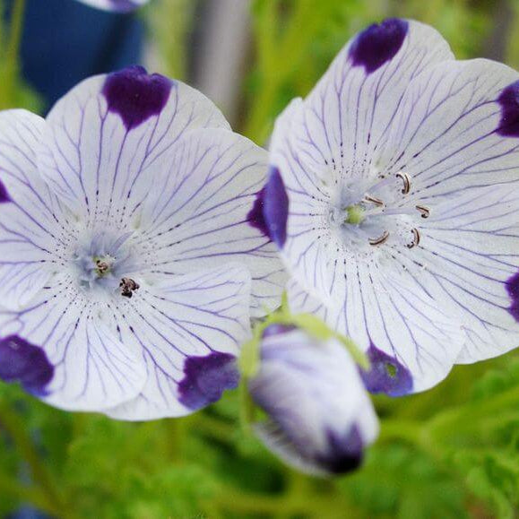 Five Spot Nemophila Seeds - Heirloom Flower Garden Seeds for Growing