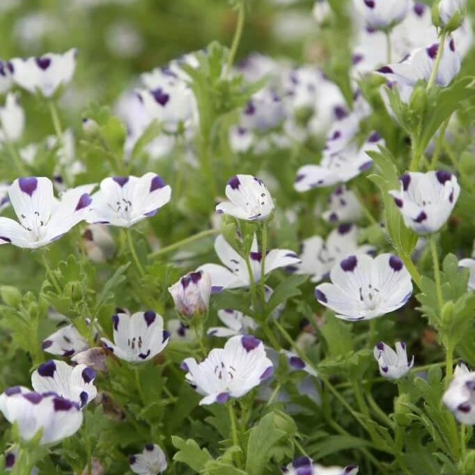 Five Spot Nemophila Seeds - Heirloom Flower Garden Seeds for Growing