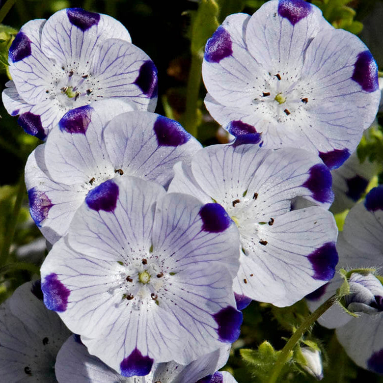 Five Spot Nemophila Seeds - Heirloom Flower Garden Seeds for Growing