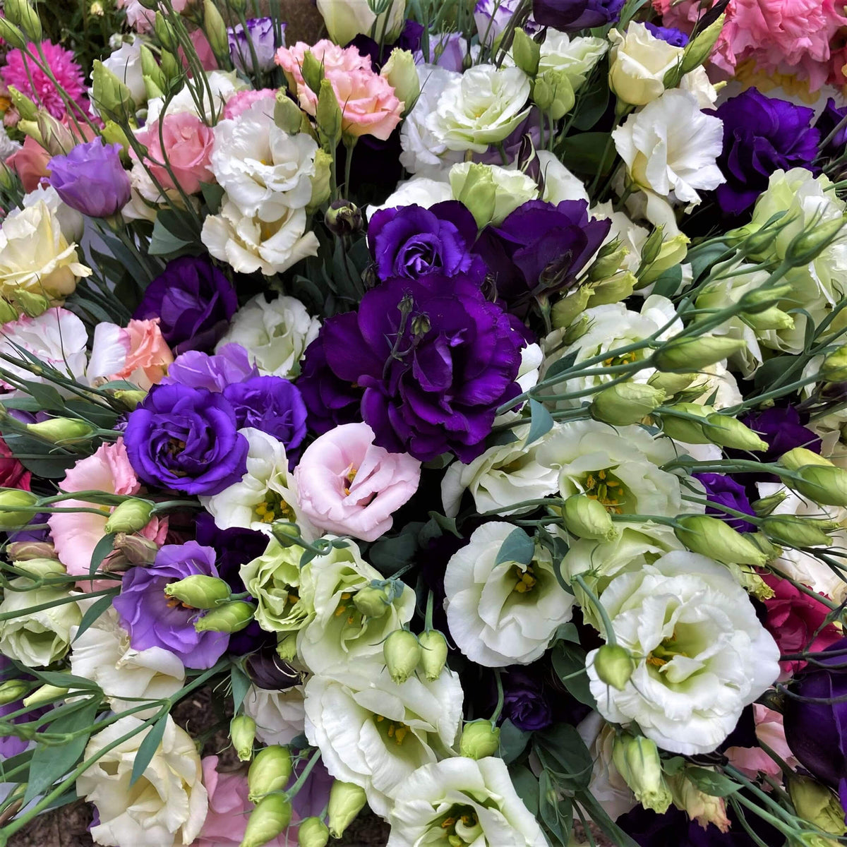 Floral Mix Lisianthus Seeds - Heirloom Flower Garden Seeds for Growing
