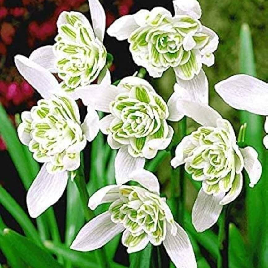 Flore Pleno Snowdrop Seeds - Heirloom Flower Garden Seeds for Growing