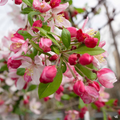 Floribunda Crabapple Seeds - Heirloom Flower Garden Seeds for Growing