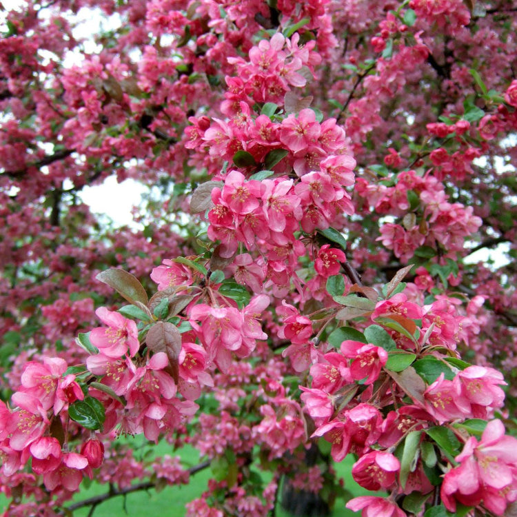 Floribunda Crabapple Seeds - Heirloom Flower Garden Seeds for Growing